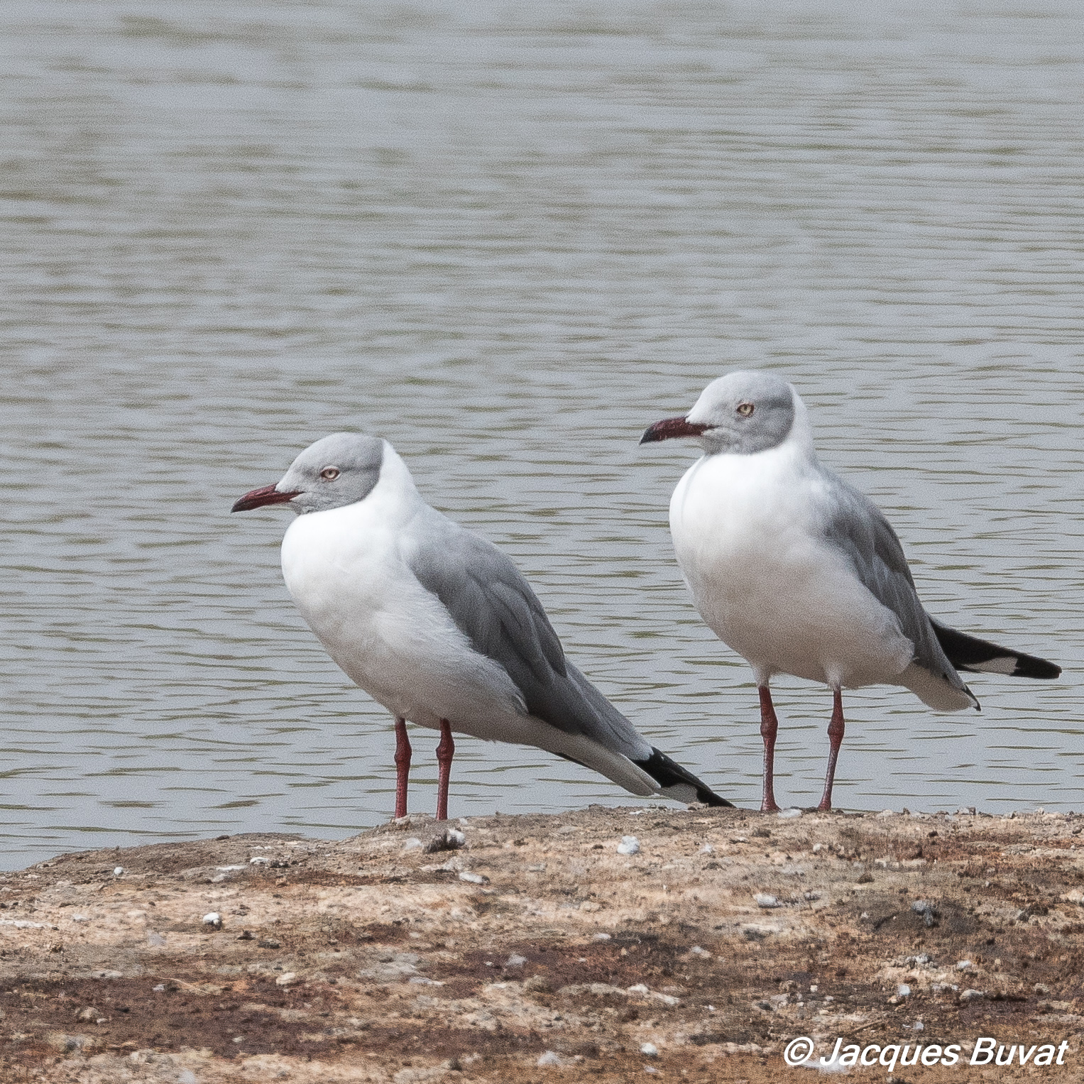 Mouettes à tête grise (Chroicephalus cirrocephalus), adultes nuptiaux, Technopole de Pikine, Dakar, Sénégal.